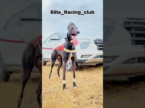 dog race kolhapur 🔰🔰👿💯🔰👑🦅🦮👿