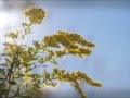 Bruce Cockburn:  Child Of The Wind (2009)