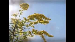 Bruce Cockburn:  Child Of The Wind (2009)