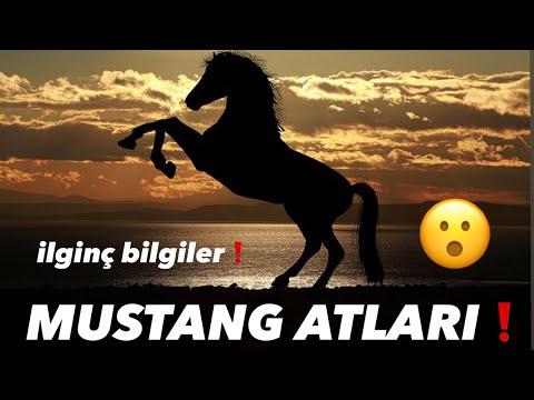 , title : 'Mustang atları hakkında bilgi.. vahşi at.. wild horse.. the mustang.. kiger..cerbat.. pryor mountain'