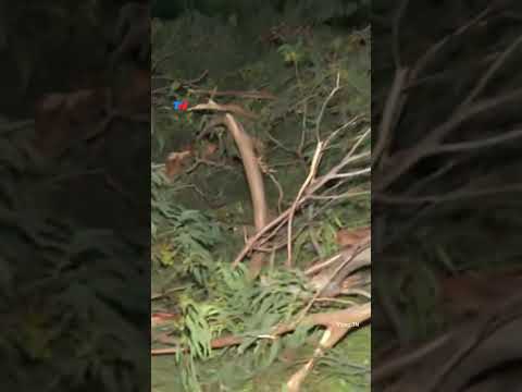 Un temporal de granizo y viento azotó al AMBA: un árbol partió una casa a la mitad