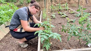 Tomato Pruning, Trellising | Disaster | EverCrest