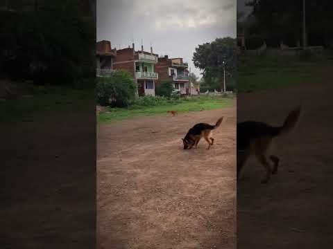 Namaste, Dog Lovers! 🙏#DogsofYouTube#PawsandPlay#DogLife#PetAdventures#FurryFriends#CuteDogs#dogs