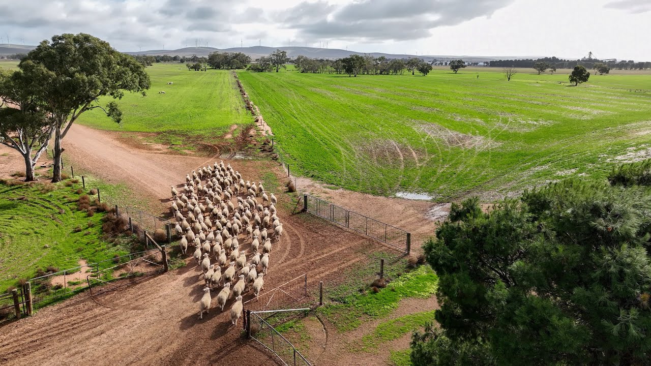  The Australian Red Meat Integrity System