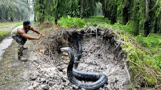 Download lagu KEMUNCULAN SOSOK JELMAAN ULAR KING COBRA HITAM KALIMANTAN | RESCUE | ULAR | MANDA PETUALANG mp3 Download lagu KEMUNCULAN SOSOK JELMAAN ULAR KING COBRA HITAM KALIMANTAN | RESCUE | ULAR | MANDA PETUALANG mp3