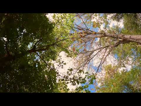 video frame placeholder