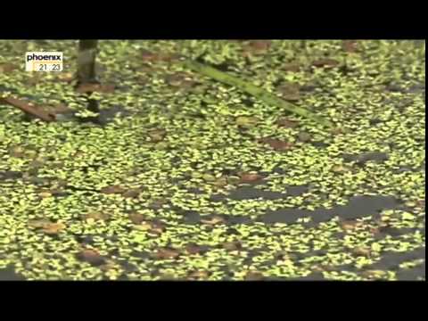 Vom Todesstreifen zur Lebensader   Das grüne Band Doku