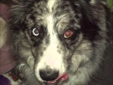 Romeodark - Mentsvar