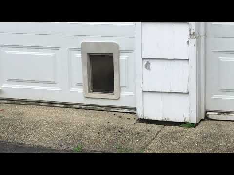 Bald-Faced Hornets Hanging by the Garage in Rumson, NJ