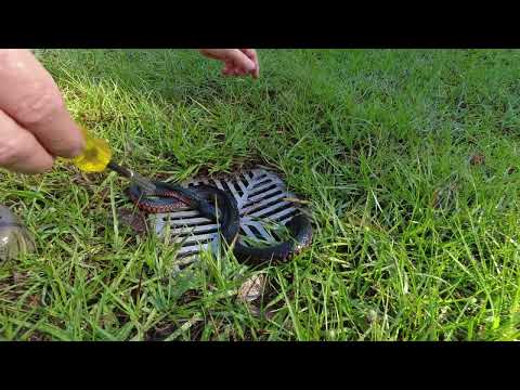 Red Belly Black snake stuck in stormwater drain
