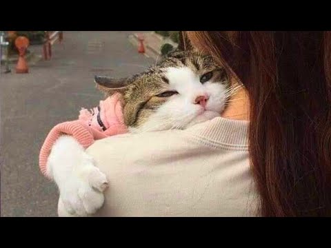 Adorable CATS show affection for their human friends in cute series of videos - Cat Shows Love