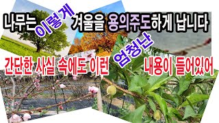 나무는 겨울을 이렇게 용의주도하게 납니다. 이 간단한 사실 속에도 이런 엄청난 내용이 들어있어.(나무 월동 …