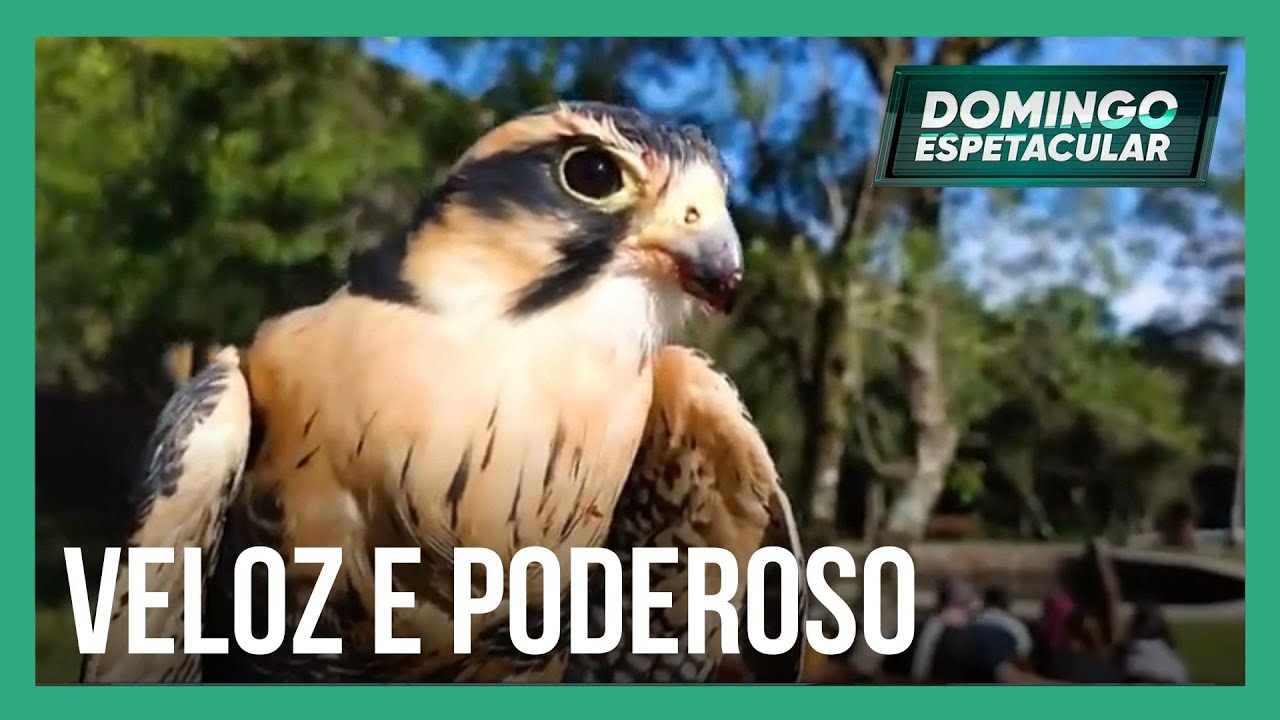 Saiba como é o treinamento de falcões realizado no Brasil