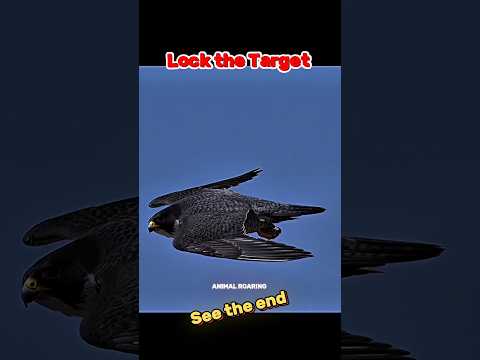 Peregrine falcon Attack on prey 🥶 🤯☠️ #shorts #ytshorts #edit