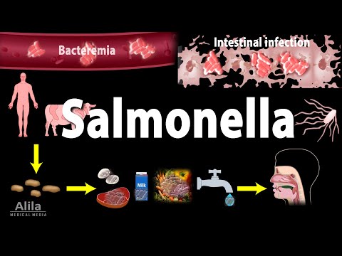 , title : 'Salmonella Infections - Salmonellosis, Animation'