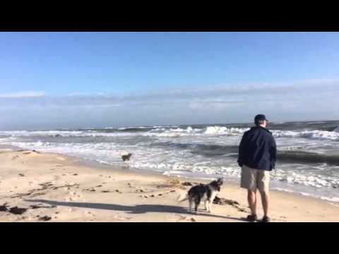 Gunnar the Weimaraner at the beach