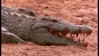 Download lagu KEKERINGAN DI SAFANA AFRIKA HEWAN SALING BEREBUT AIR HEWAN SALING SERANG mp3