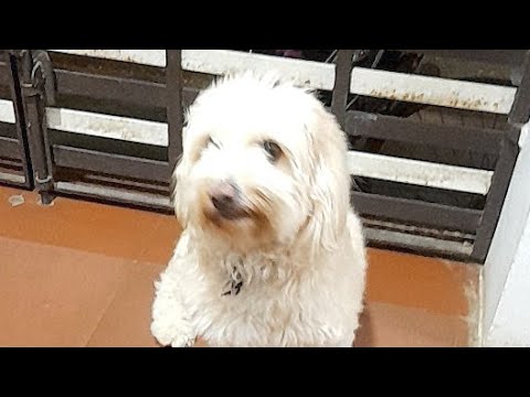 Eden  Barking lhasa apsos