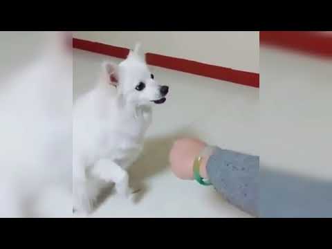 VENNELA KHISHORE ULTIMATE COMEDY /MANJU VLOGS /