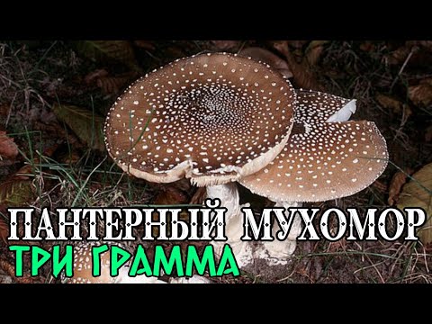 107 Первый Пантерный Трип (Архивный ролик для новых зрителей) #мухомор #микродозинг #трип