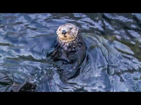 美聯儲研究建議在北加州海岸重新引入海獺 (Fed study suggests reintroducing sea otters to Northern California coast)