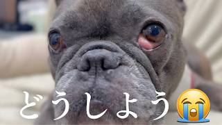 今度は何…😭 愛犬の目が突然飛び出した…その結果…。
