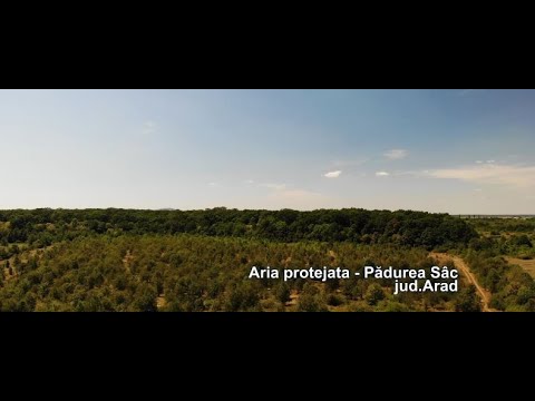 2022 - Pădurea Sâc („Stârcii cenușii de la Sâc”) jud.Arad
