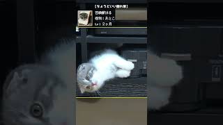 【癒し動画】ちょうどいい隠れ家【召喚獣はる短編】