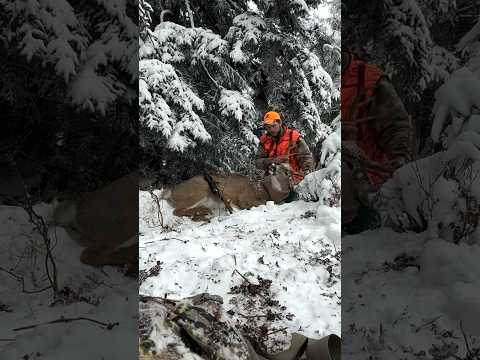 Tracking a big Maine buck to his bed!