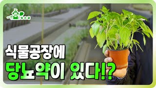 식물공장에서 만든 천연 당뇨약!ㅣ당뇨약과 비슷한 효과ㅣ 일반 재배 보다 뛰어난 생산량