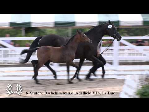 6  Stute v  Dschehim ox a d  Adelheid VI v  Le Duc
