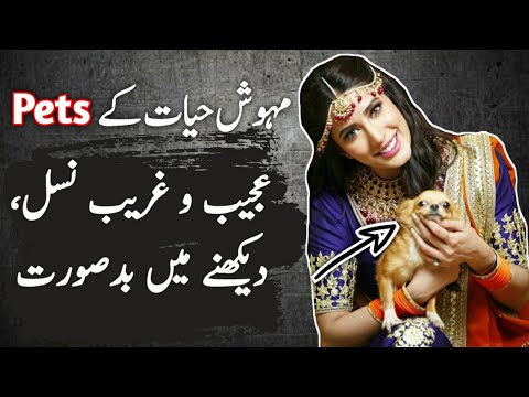 How Mehwish Hayat do Love to her Pets