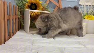 ハーフ犬の動画01