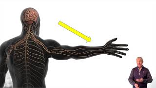 Brachioradial Pruritus: The Neuropathic Itch Every DC Should Recognize