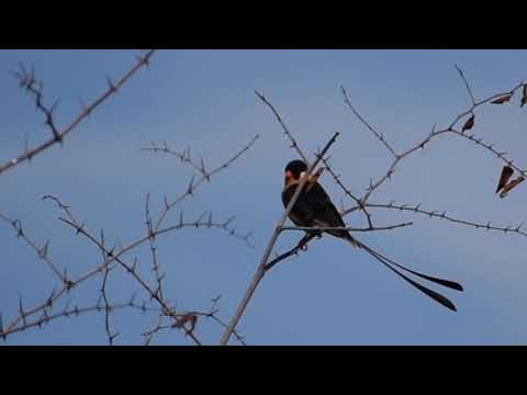 Vdovka kráľovská (Vidua regia) — video o speve a chove