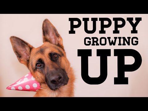 WATCH MY PUPPY GROW | German Shepherd |10 weeks to 1 year
