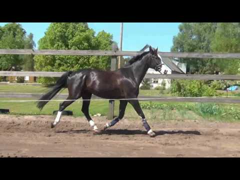 Horses : Keisijs (For Sale)