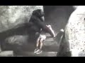 Gorilla Carries 3 Year Old Boy To Safety In 1996 Incident
