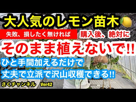 いつ木を植えるのですか？最もよくある間違いは何ですか?  庭園