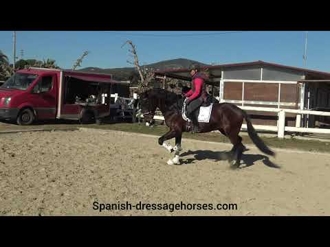 Quality PRE stallion for upper dressage