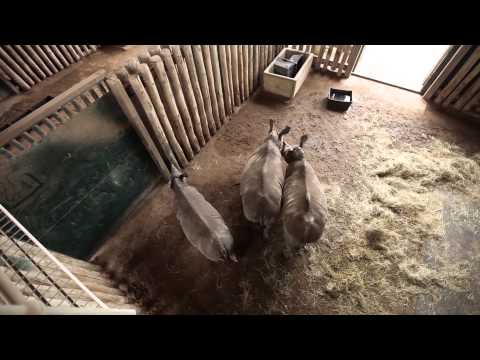 Preserving Rhinos in Kwa-zulu Natal