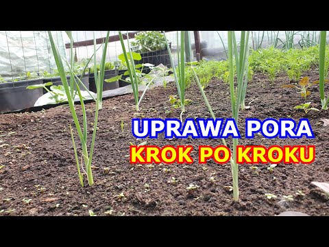Jak uprawiać Pory KROK po KROKU - Wszystko o uprawie Pora
