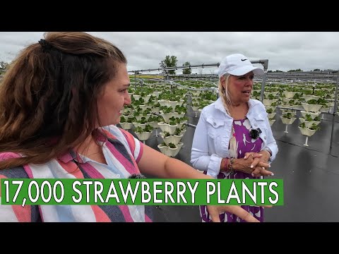 Her 17,000 Strawberry U-pick Tower Farm (Strawberry Fields Hydroponic Farm)