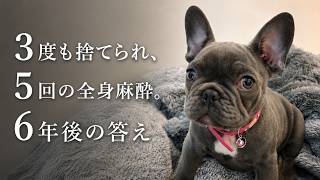 飼い主になった僕は、幸運だったのか… 波乱万丈から6年後の答え