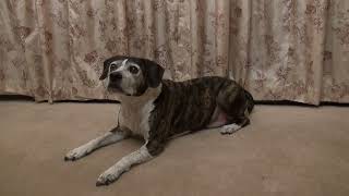 Man's NEW Best Friend.