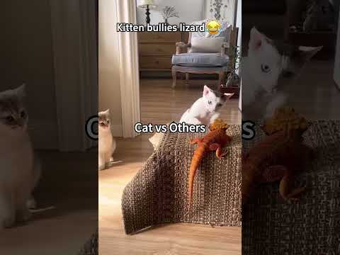 These Cats are HUNTING 🐱😹#cat #kitten #love #kittycat #fyp