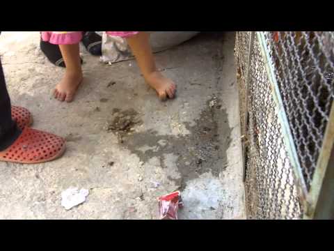 CNB Special Report: Abused Dog Investigation (