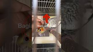 Download lagu Effective Ways to Tame Birds #birds #parrot #birds #bird #parrotlovers mp3
