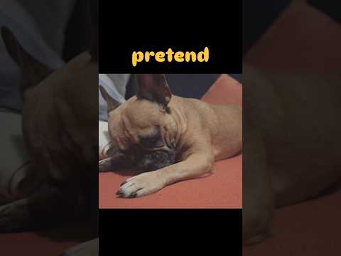 But It Is True🥺💔💕💓 #dog #cutedogs #cuteanimals #puppy #dogshorts #doglover #pets #dogs #cute