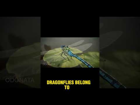 Dragonflies: Anatomy of the World's Top Predator - 3D Animation
